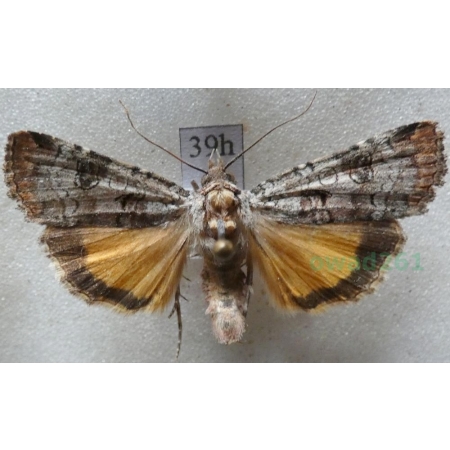 Epilecta linogrisea (Denis & Schiffermüller, 1775) Czech39h
